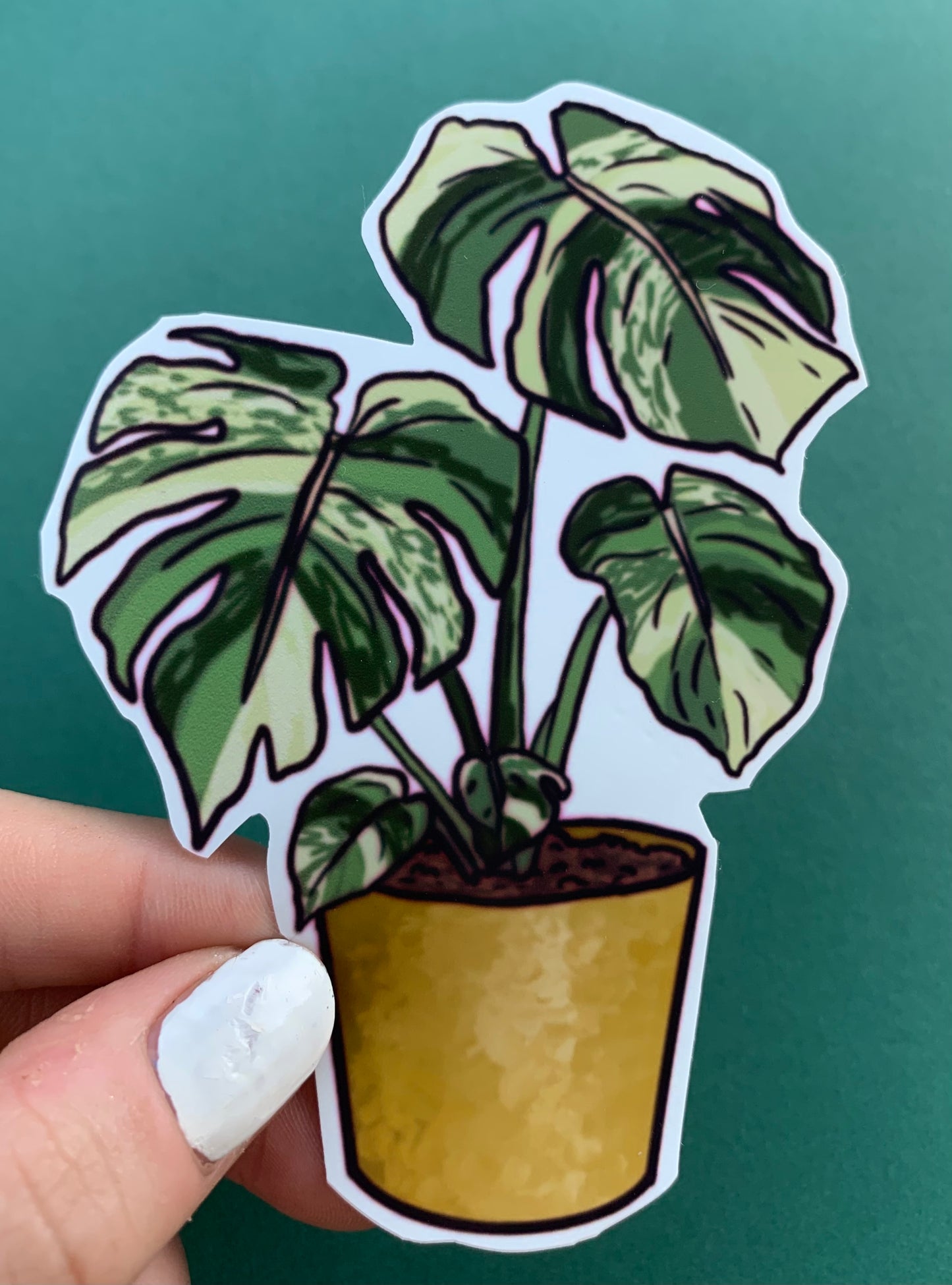 Monstera Albo Plant Sticker